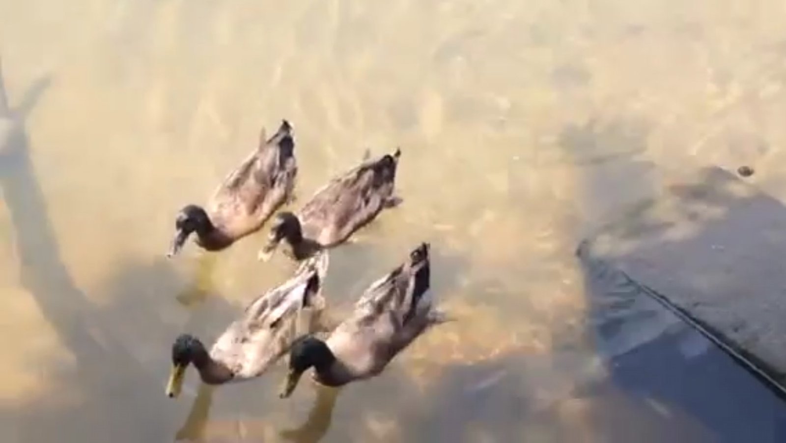 Survey of Novel Zoonotic Avian Respiratory Viruses in Region 3